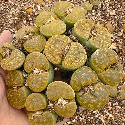 【闪购商品】25293