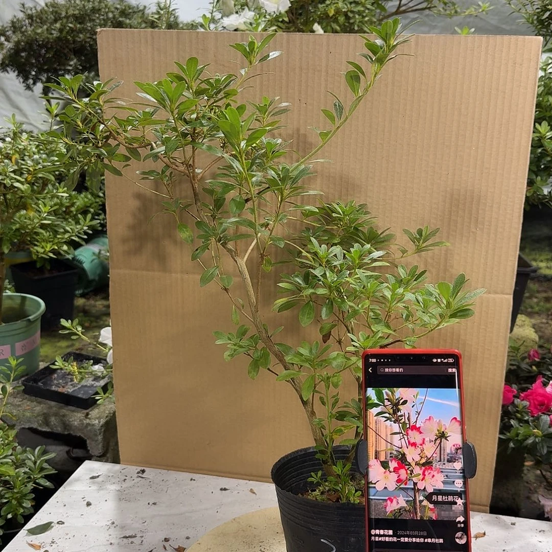 完全开放月星杜鹃花