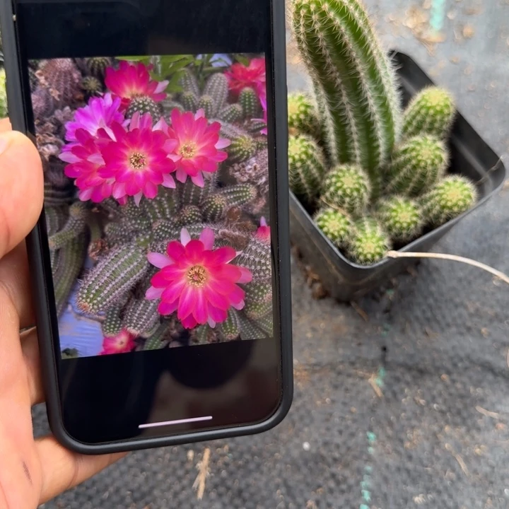 白檀仙人掌311带跟带仔