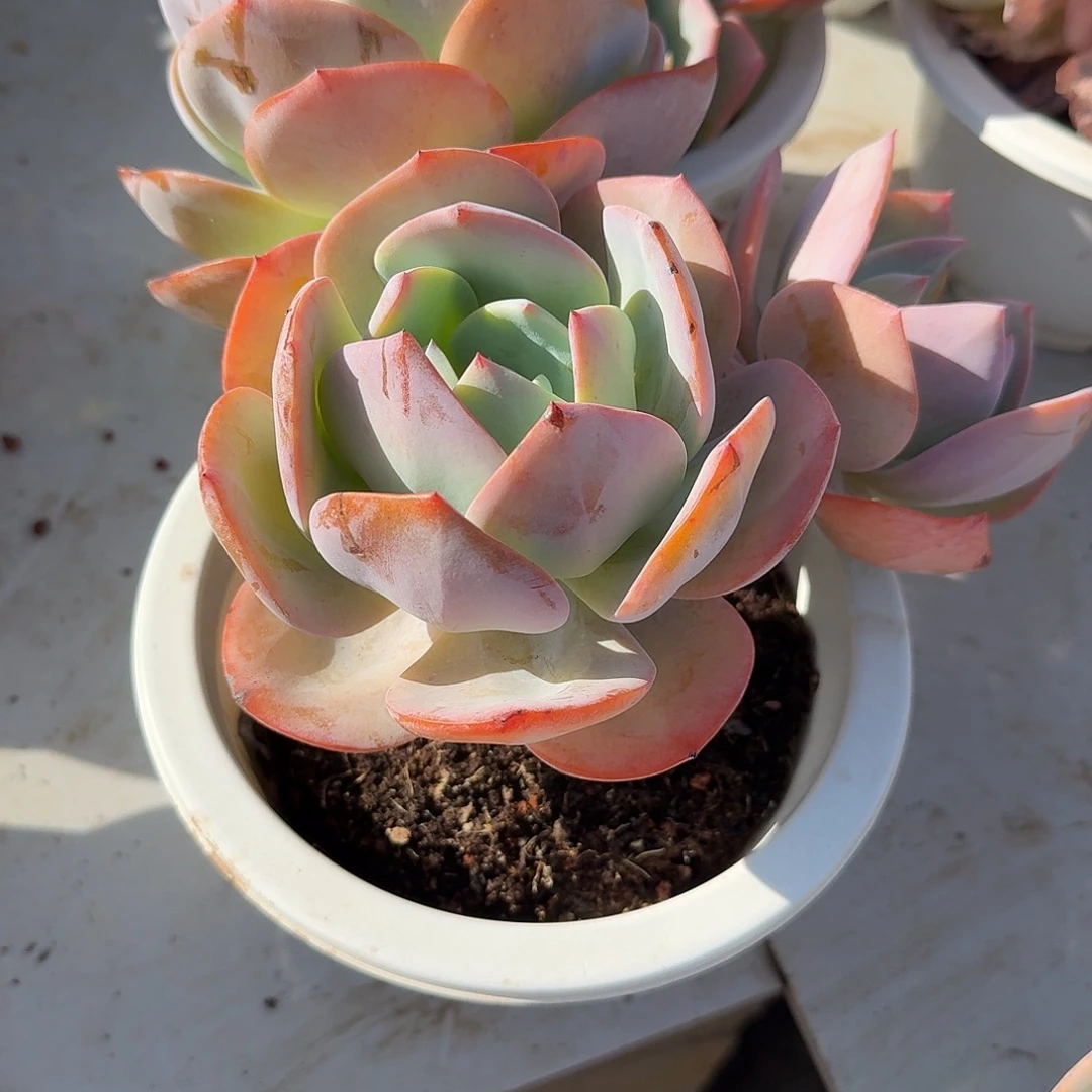 我***0白凤多肉植物一颗