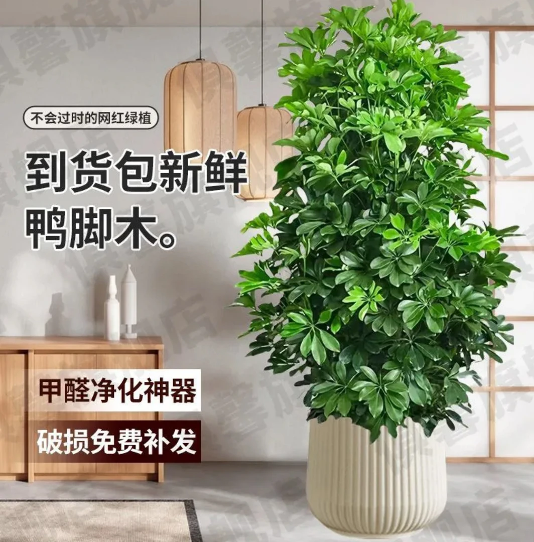 1.0- 1.3米鸭脚木盆栽八方来财室内大型绿植花卉