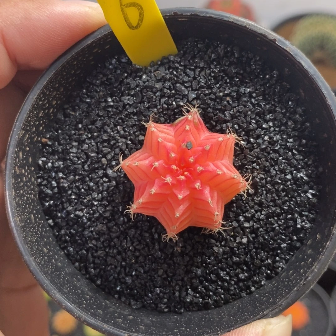 精品米哈—脱土发货34