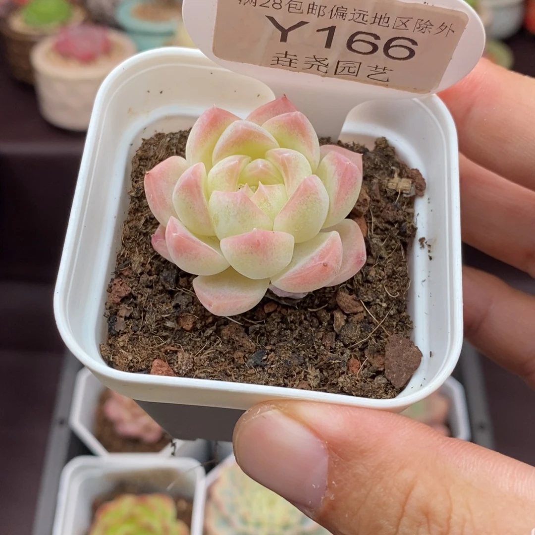 0166 白桃汽水 3.5cm