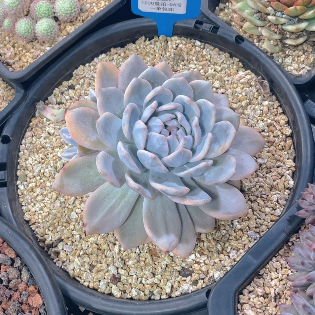 1030-56-梦露锦母本一颗