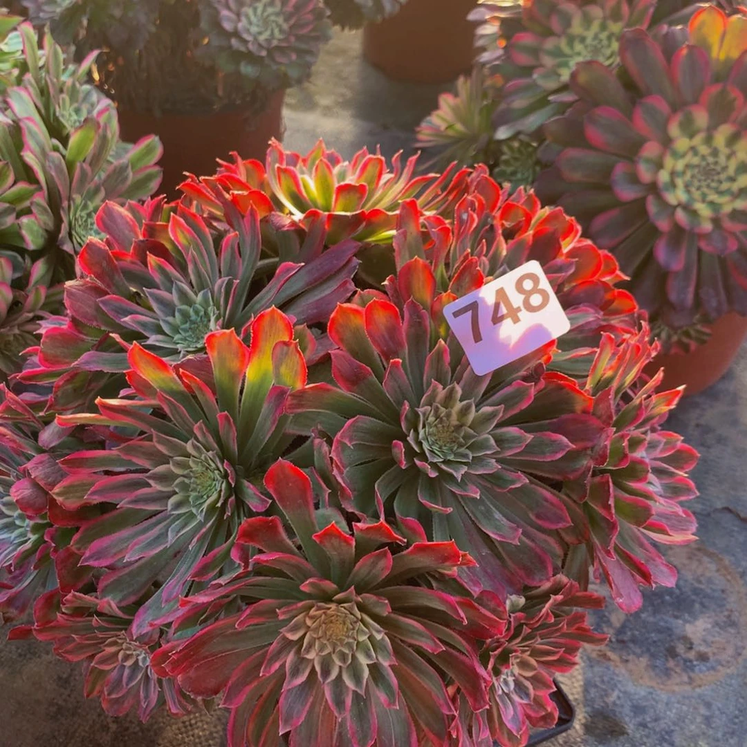 【闪购商品】乔*74800000000000