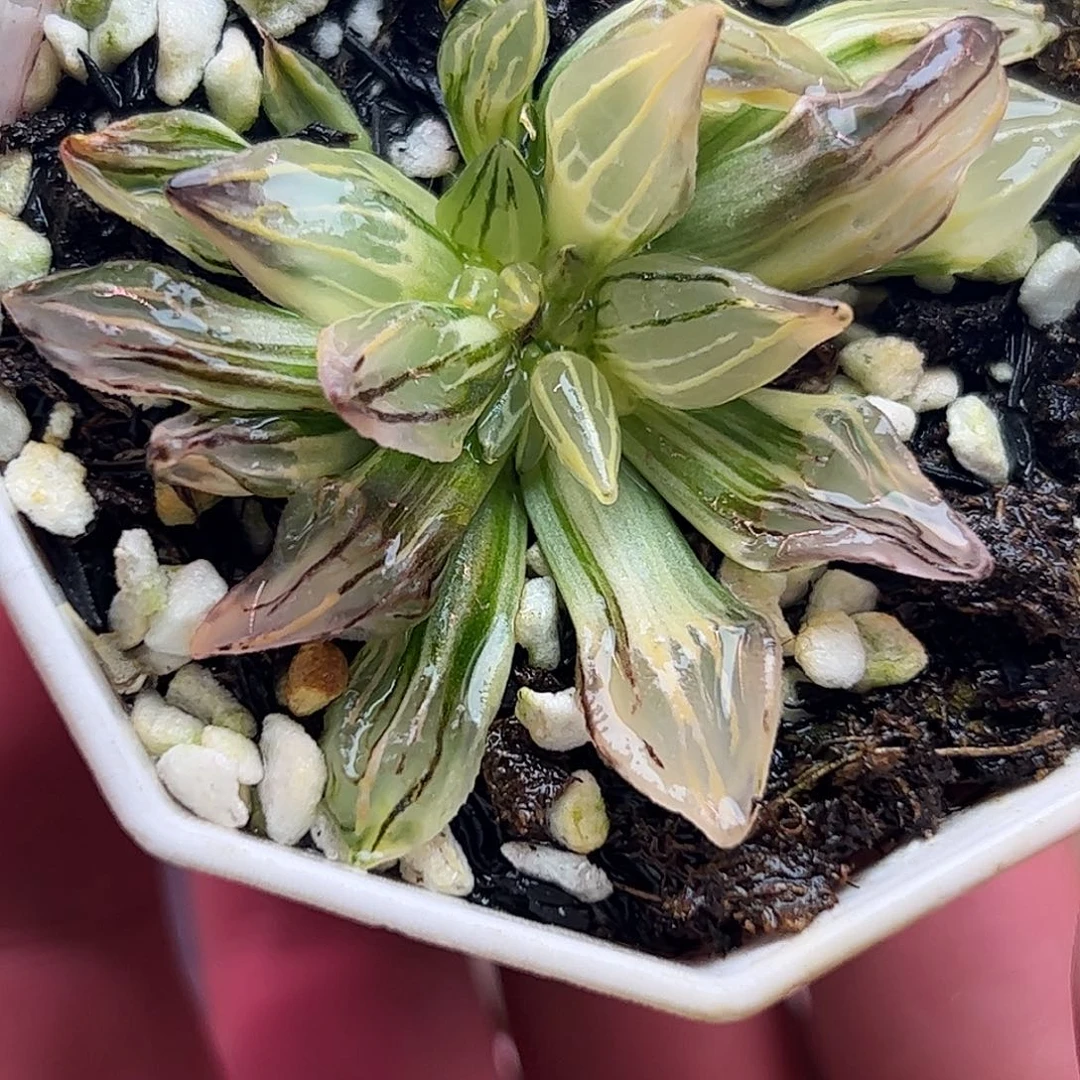 西瓜锦缀化锦十二卷多肉