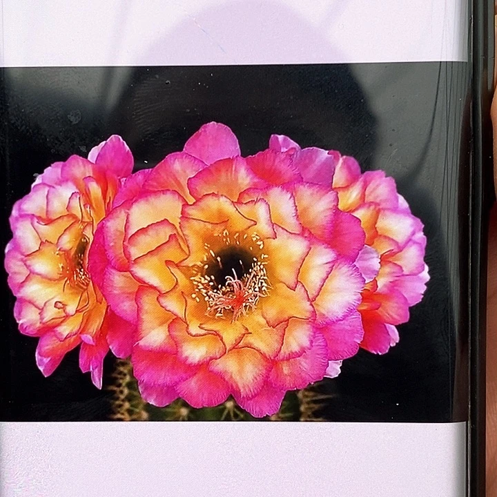 苏气儿/侧芽歪20包邮/5公分左右