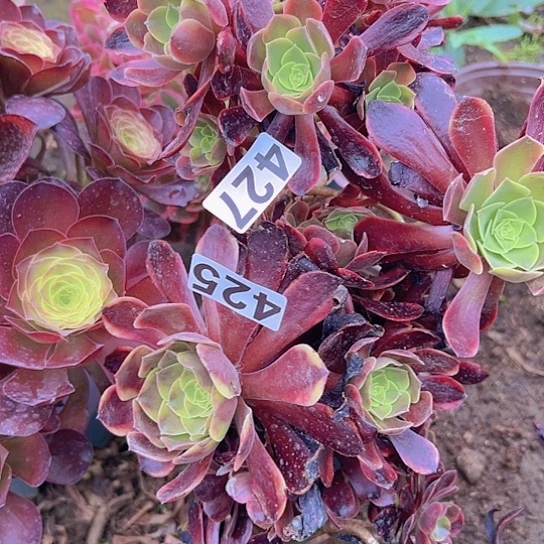 爱*正多肉植物两个缺枝