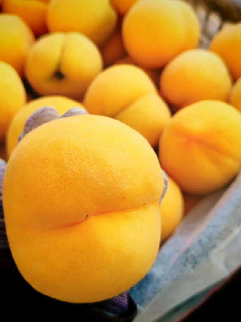 【肉包专属】正宗蒙阴锦绣黄毛桃脆中带糯口感果皮薄如纸汁水超足