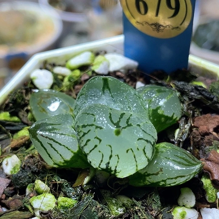 ****怪679冰城實生虞美人