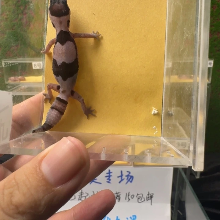 肥尾守宫奶奥，搞起来！