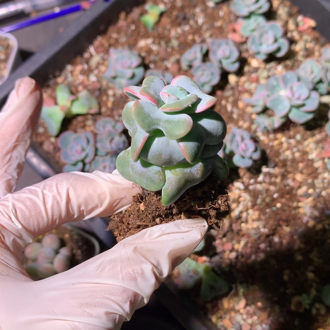 爱的松多肉 爱的松大的可能有砍