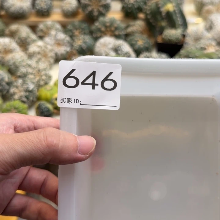 先***覺兜星球仙人球646号