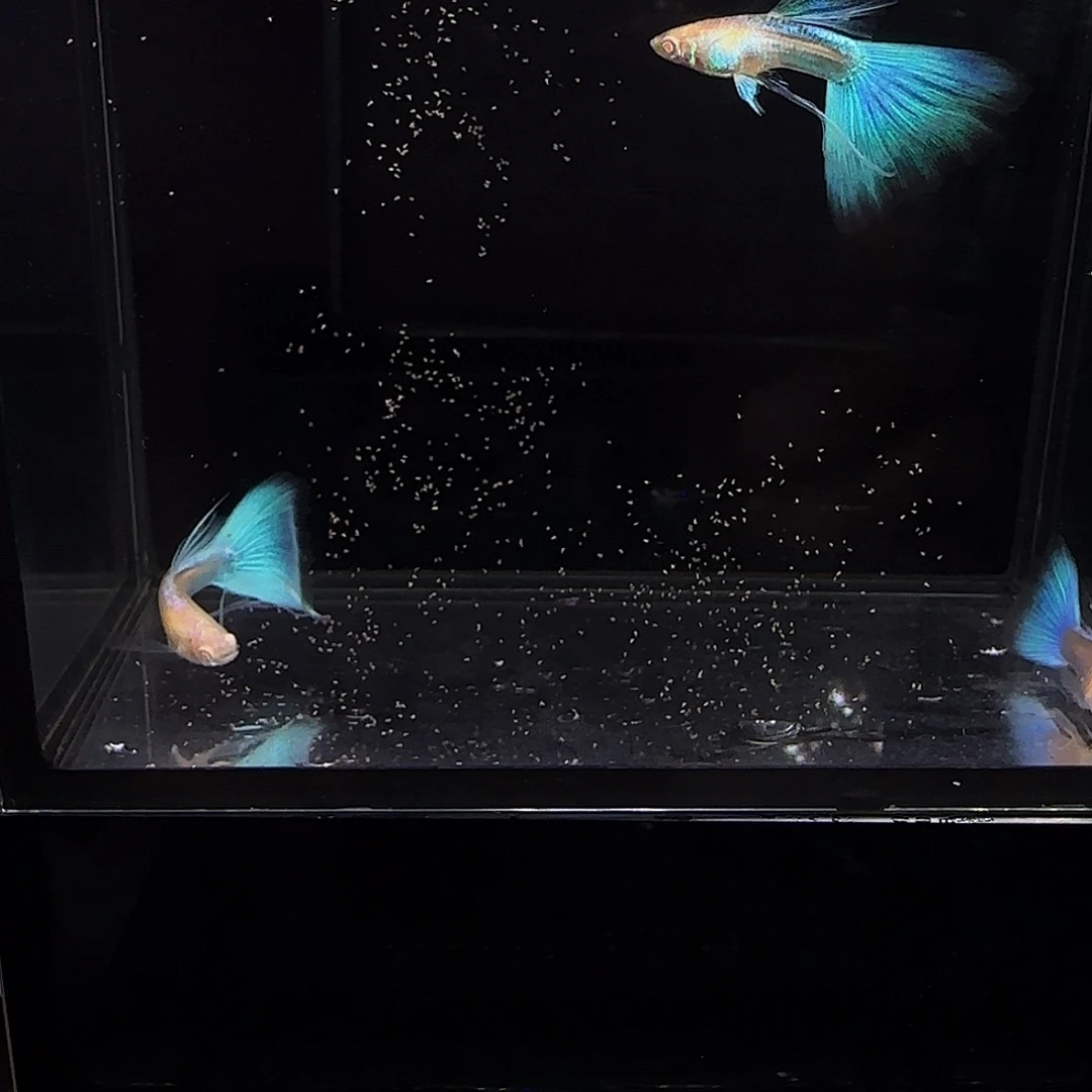 孔雀鱼蓝白长弓三条