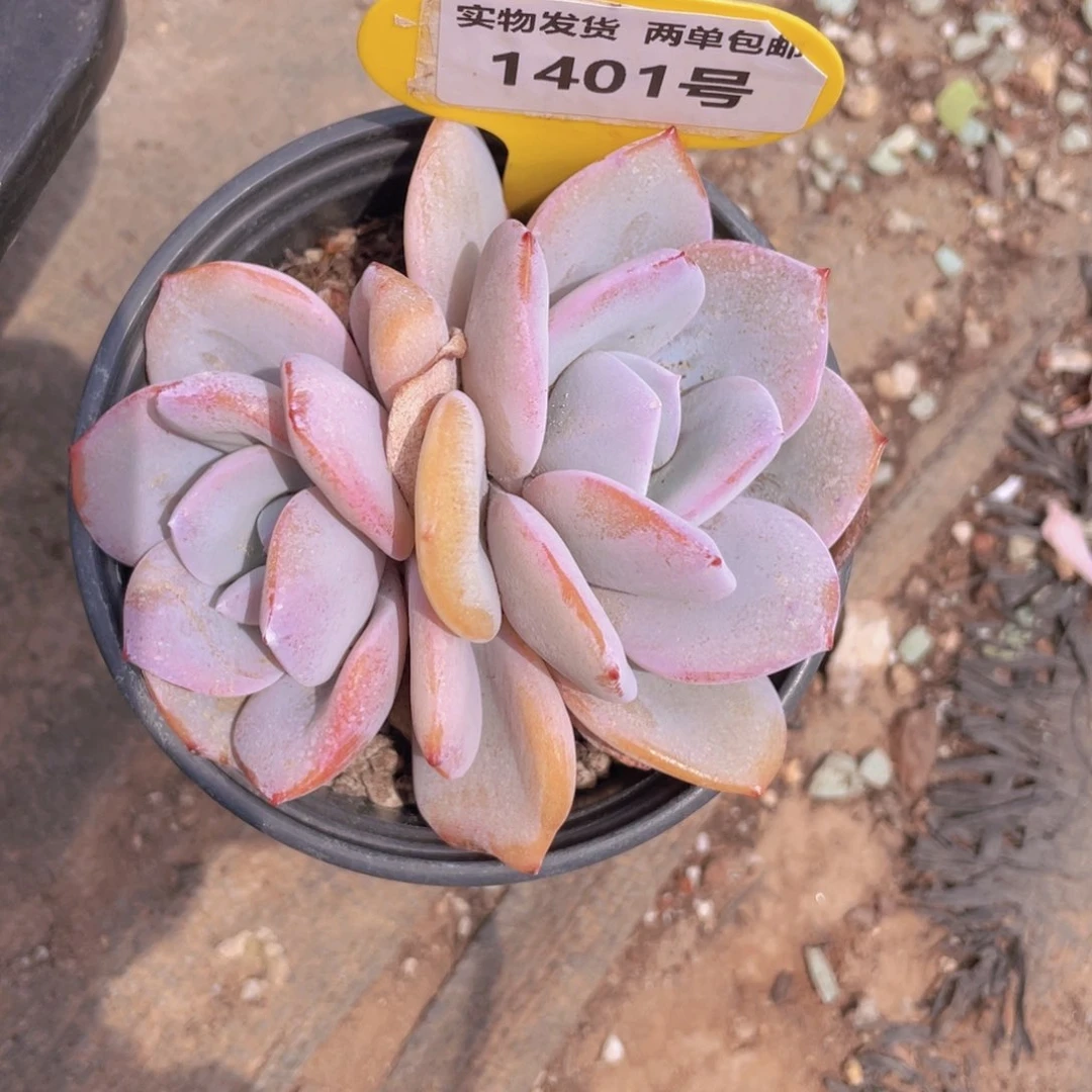 1401号 韩版正版奶茶双头一个