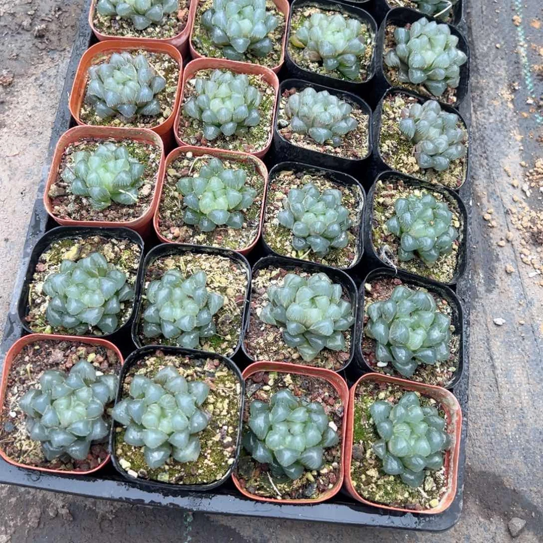 梦幻玉露多肉植物一颗