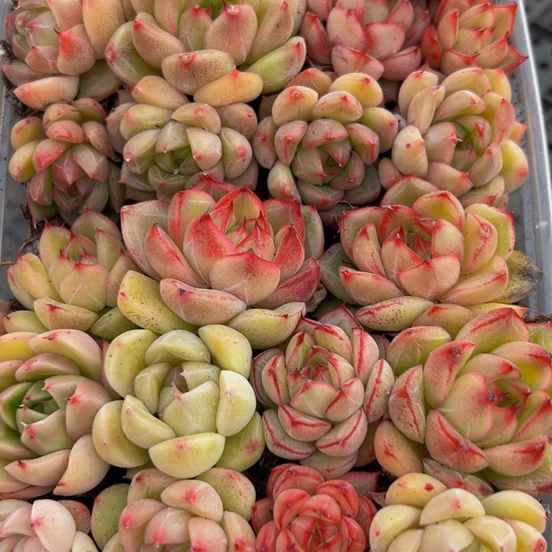 809多肉葡萄领导的多