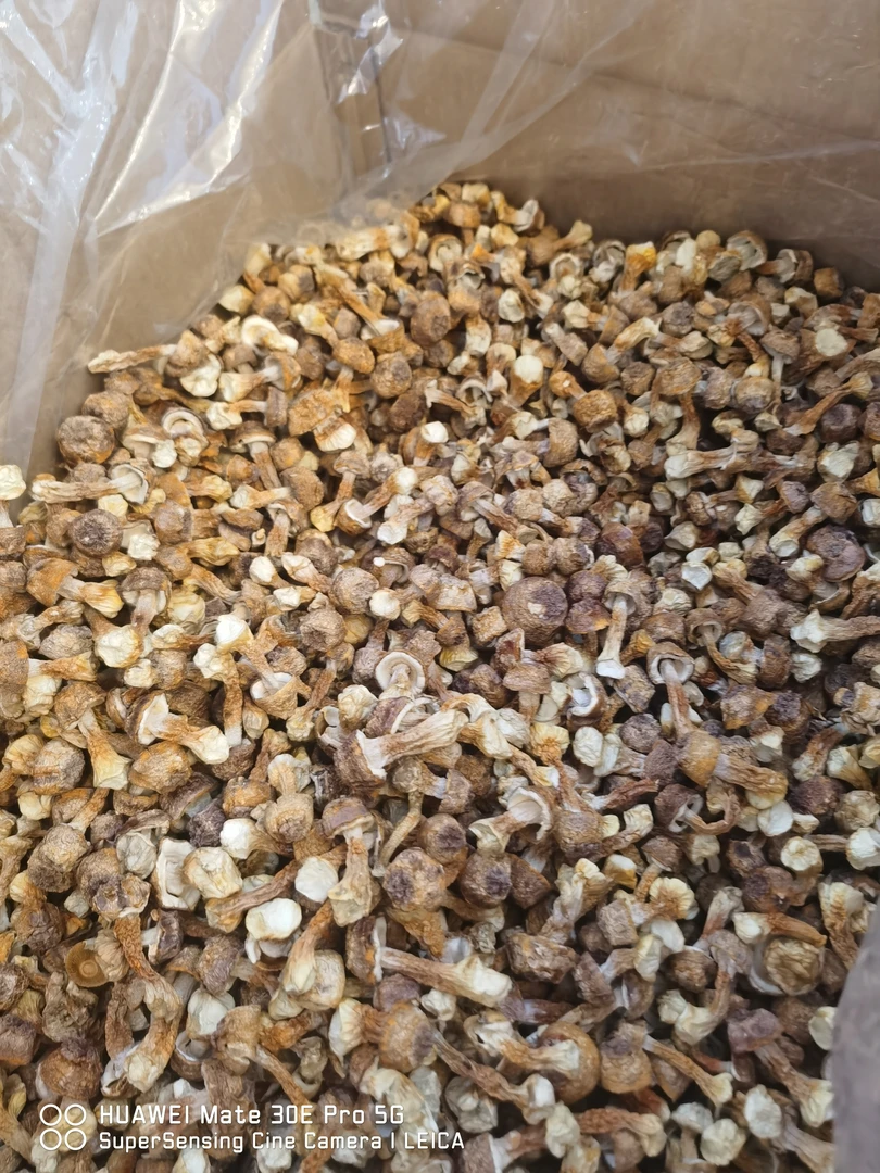 大小姐推荐云南姬松茸蘑菇松茸菌巴西菇松茸菇菌菇干货