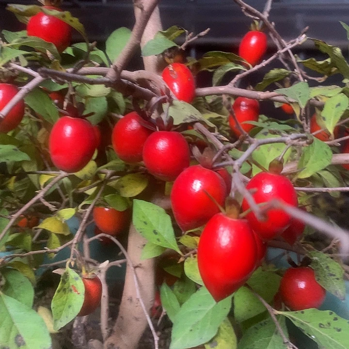 无花朵老鸦的眼睛