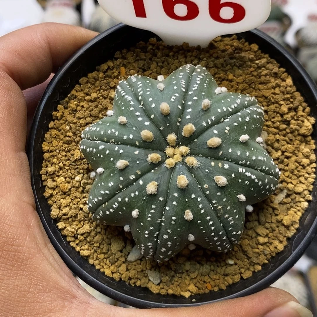 166福利海星特价来了打