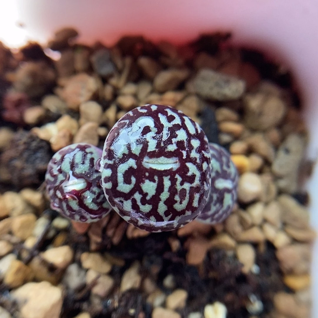 714墨一颗三头包邮