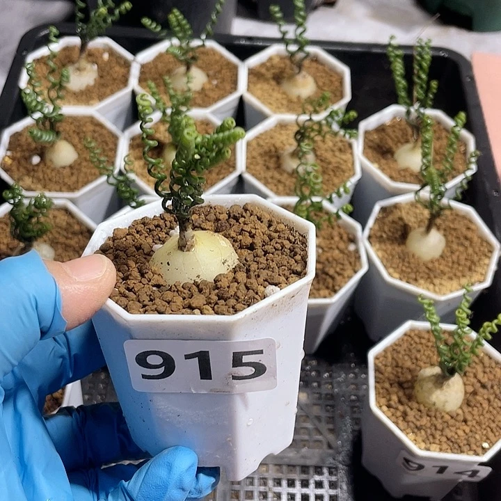青****915钢丝弹簧草块根