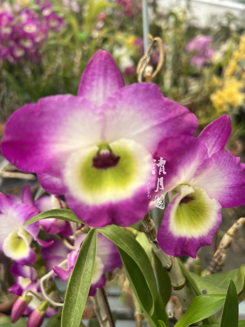 读月园玫瑰带花有香经典春石斛兰维纳斯阳台红花绿心