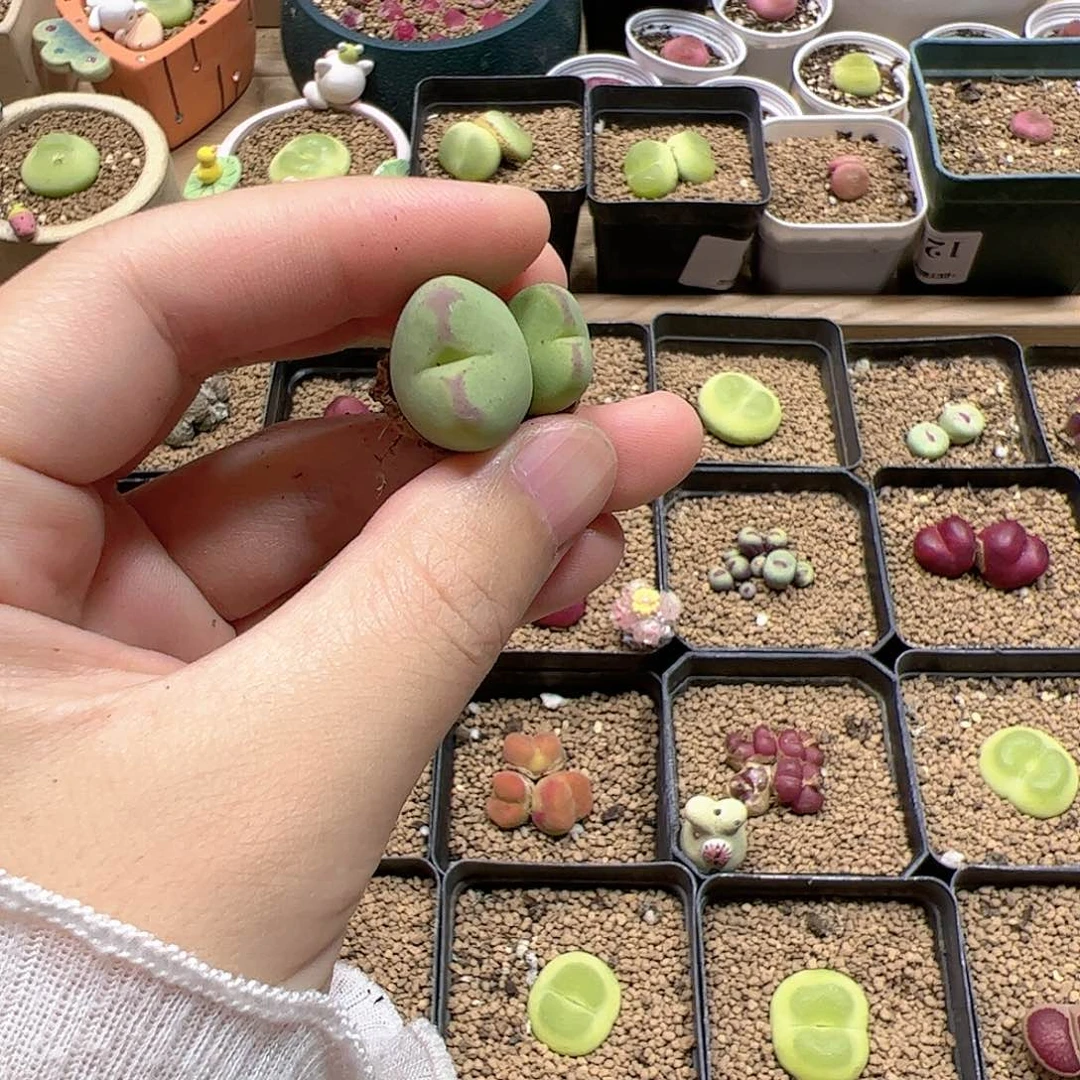 【闪购商品】9 618福利