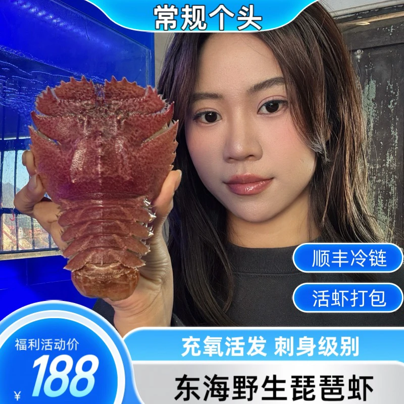 【常规琵琶虾福利】鲜活充氧活发九齿扇虾海鲜东海野生虾排顺丰包邮