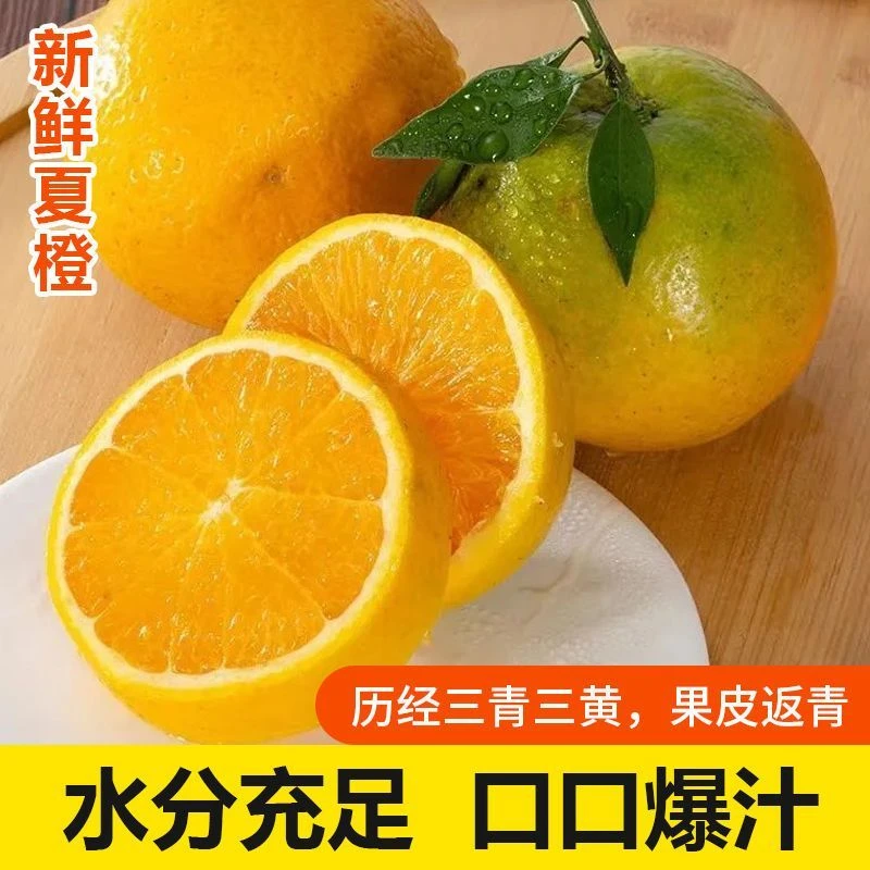 新鲜 夏橙 水分足 应季水果 酸甜多汁  榨汁橙 水果 薄皮手剥橙子