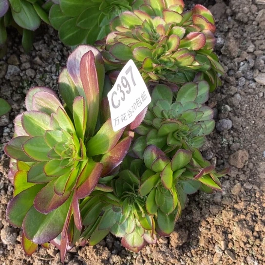 397抹茶缀多肉植物