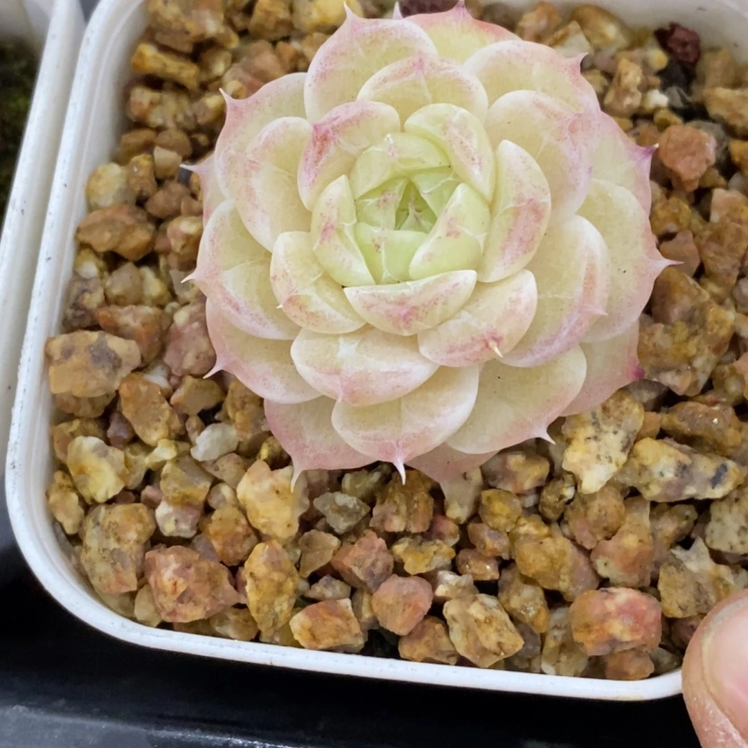 精品多肉一物一一拍不包整363