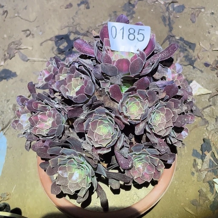 多肉植物法师185花呐