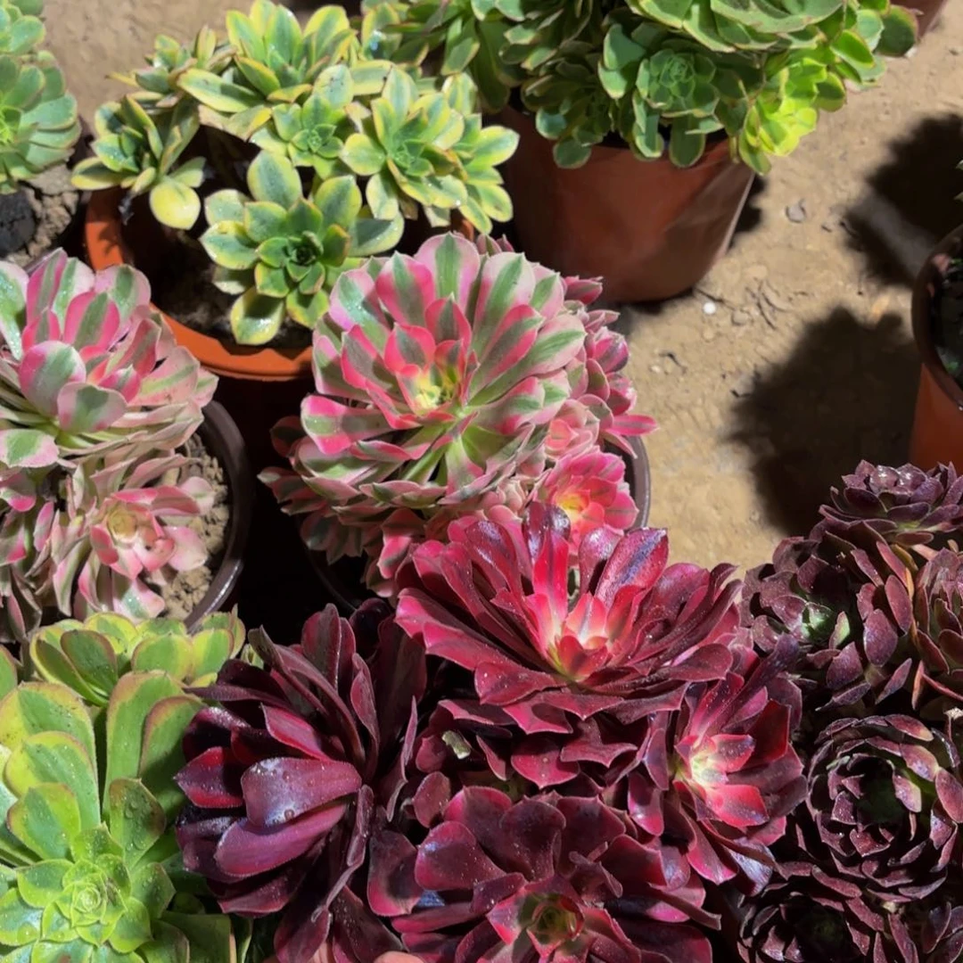 美杜莎粉女巫各一颗9.9