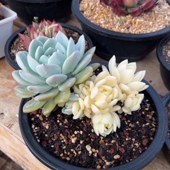 橙梦露锦 夏鸣园艺