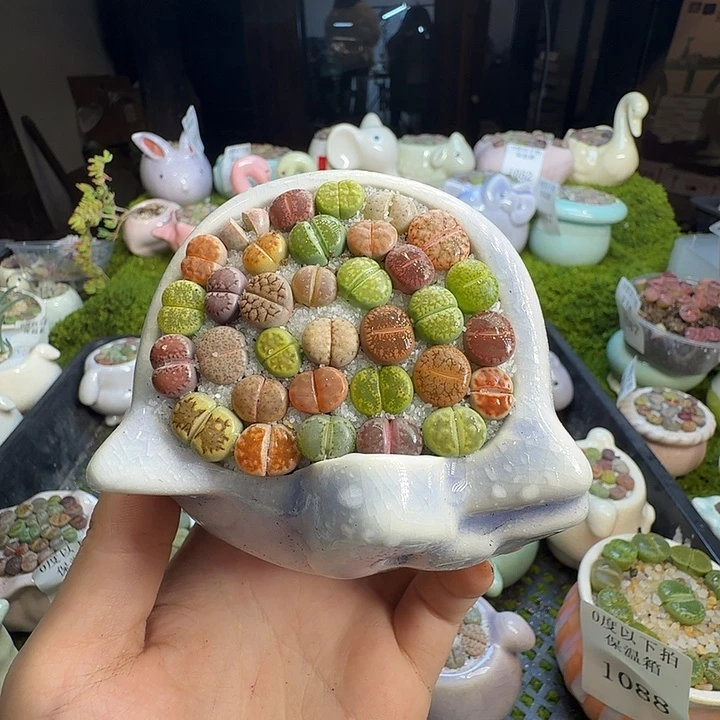 多肉植物的生长发育1091