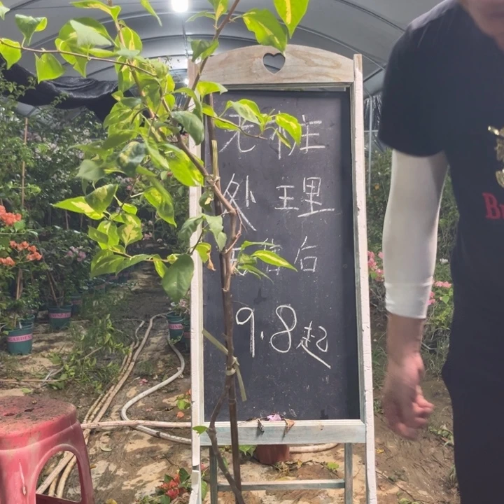 无花朵三角梅三角梅645