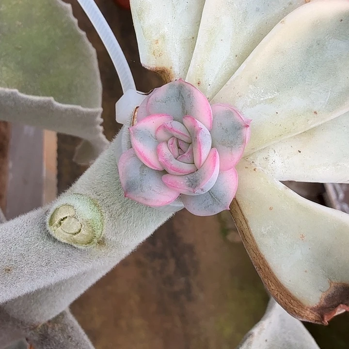 粉月亮锦腹轮锦侧芽
