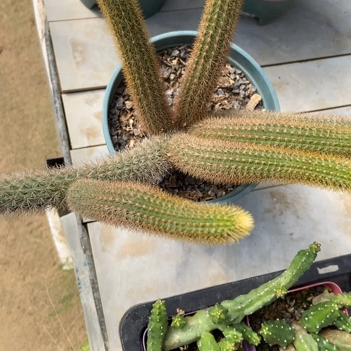 红蜻蜓一棵独立桩侧芽自生根
