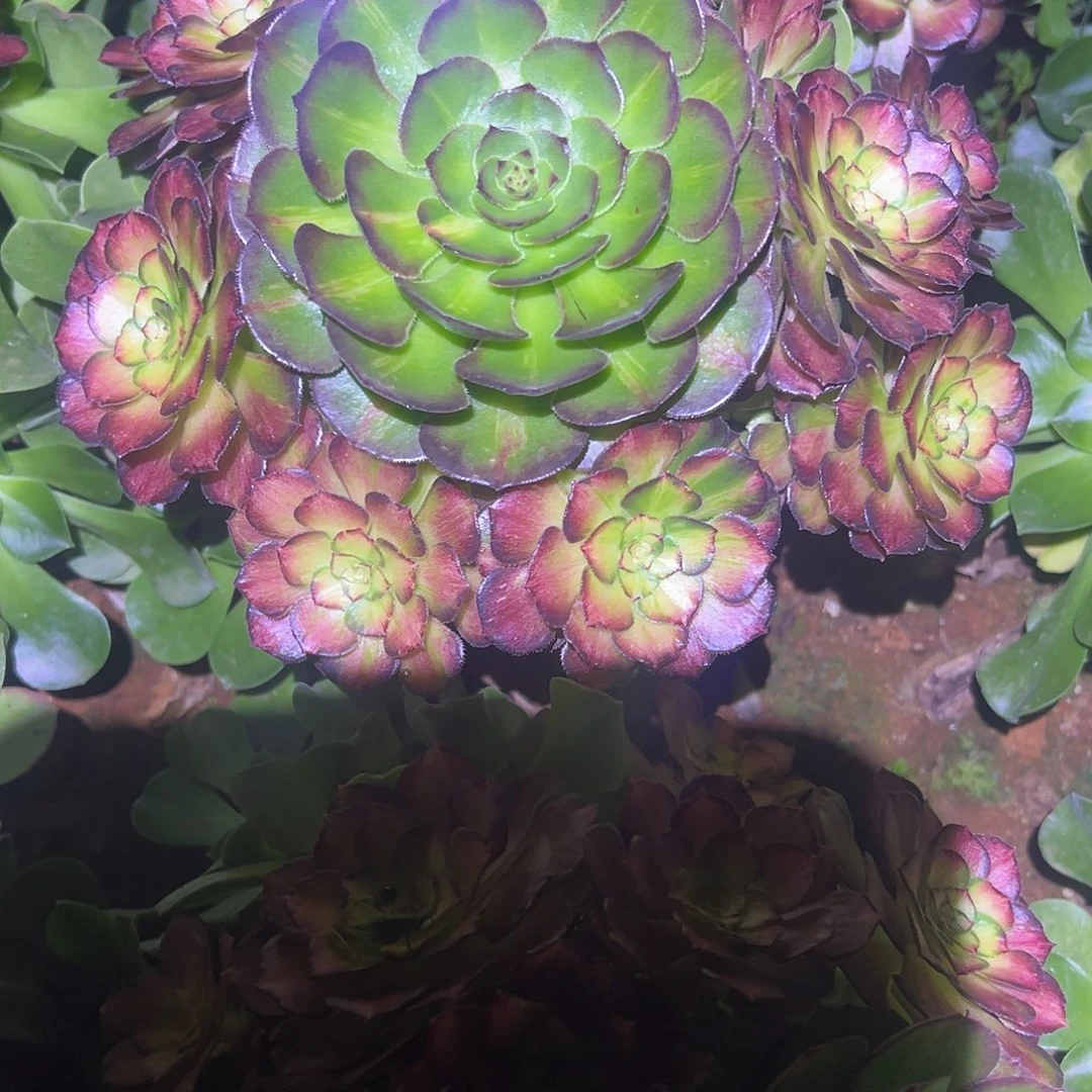 精品多肉植物221七彩