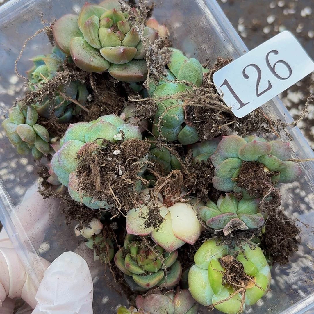 是**吖多肉植物多肉植物136