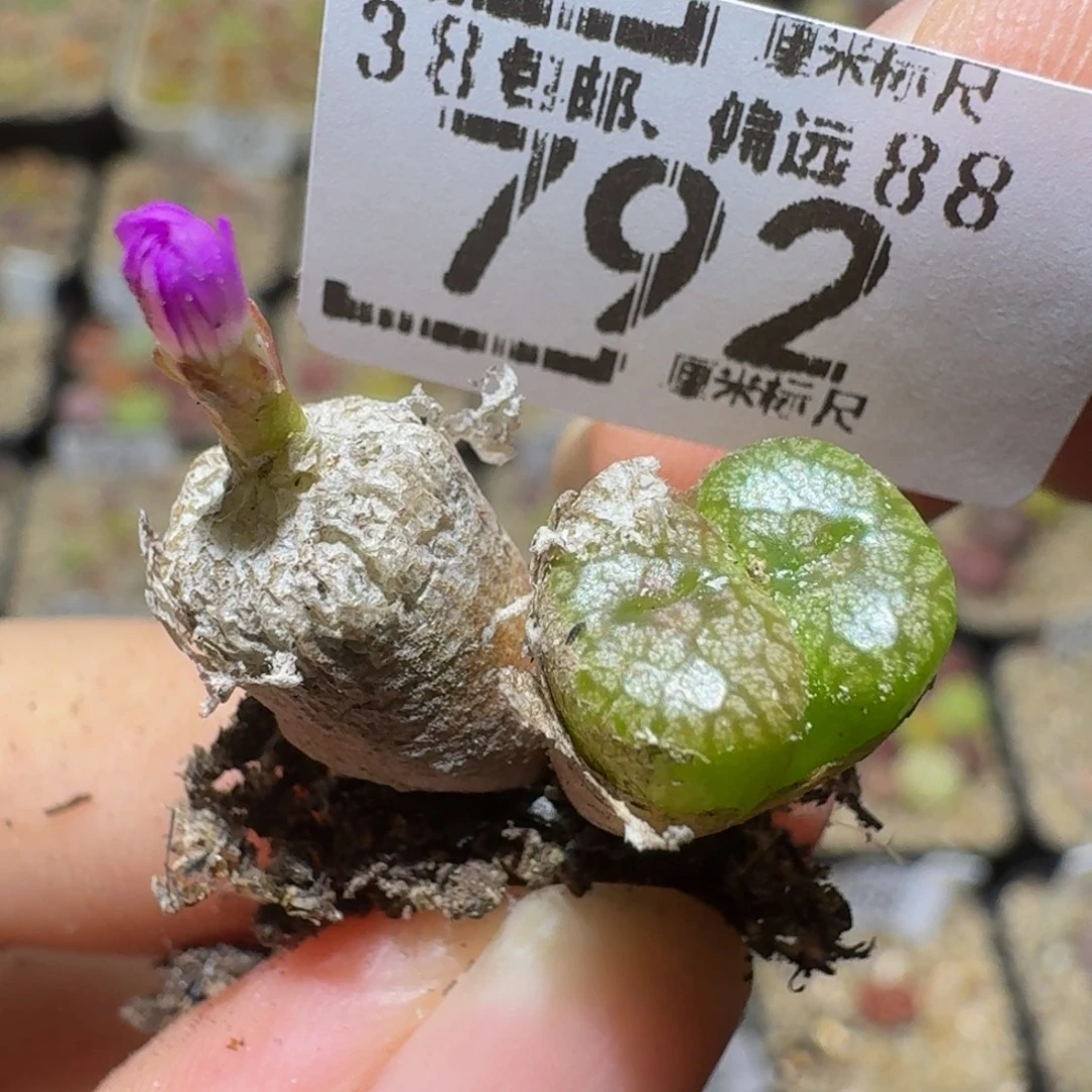 Ssss精品生石花792铜壶