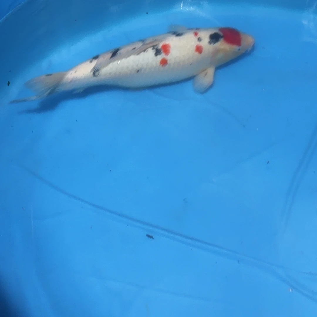 锦鲤单三专拍链接