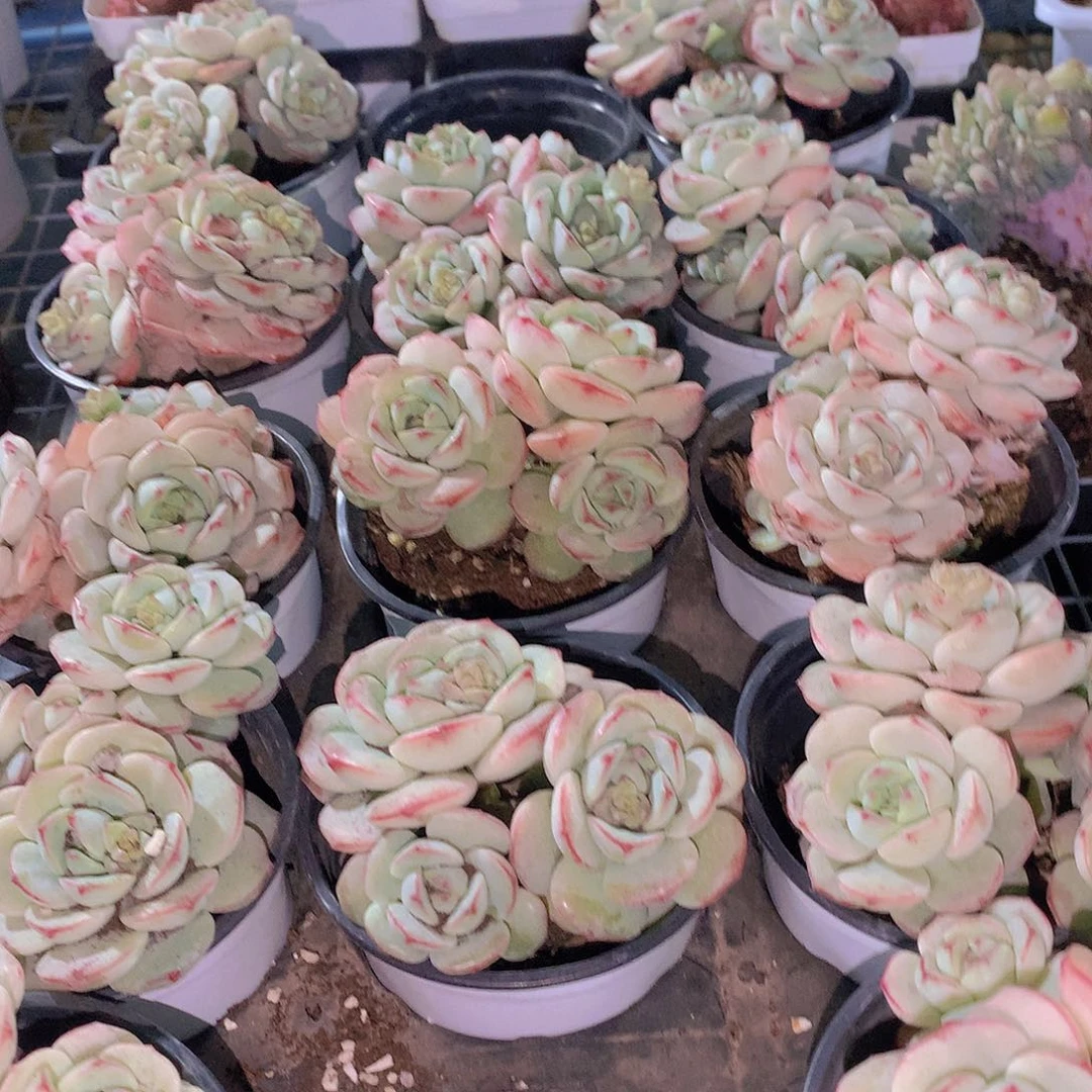 香草碧斯24578899990000