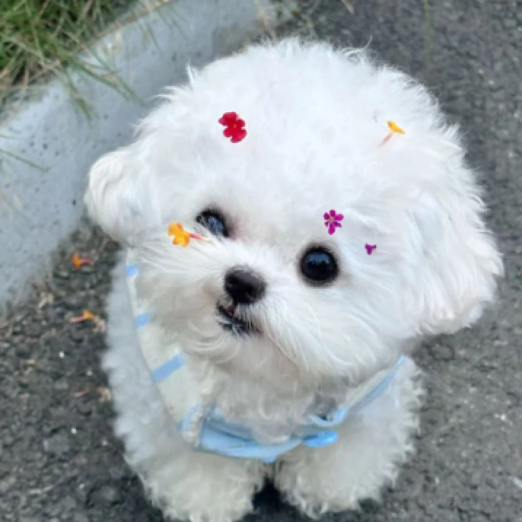 （糖果萌宠）宠物活体狗狗