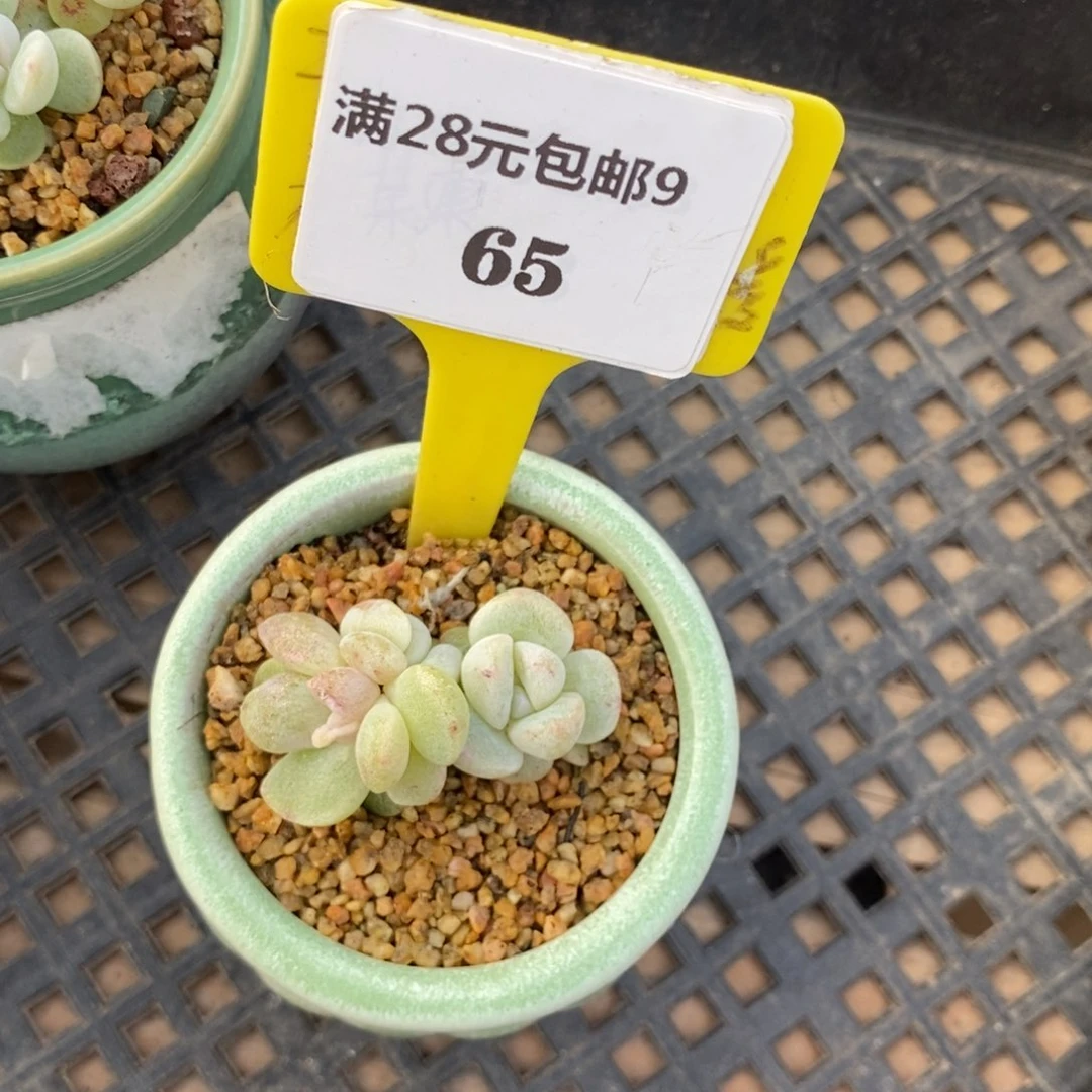 965冰玉石化福利多肉