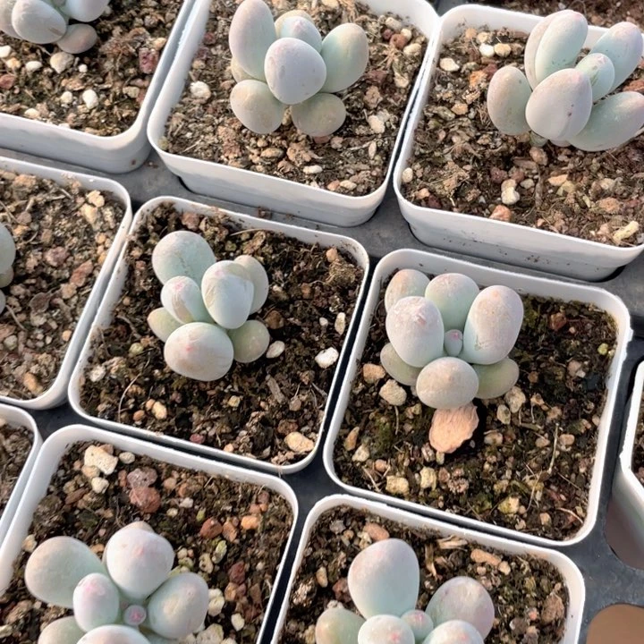 米可小盆的随机发满18