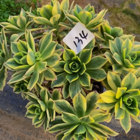 星爆多肉植物一物一拍134多肉