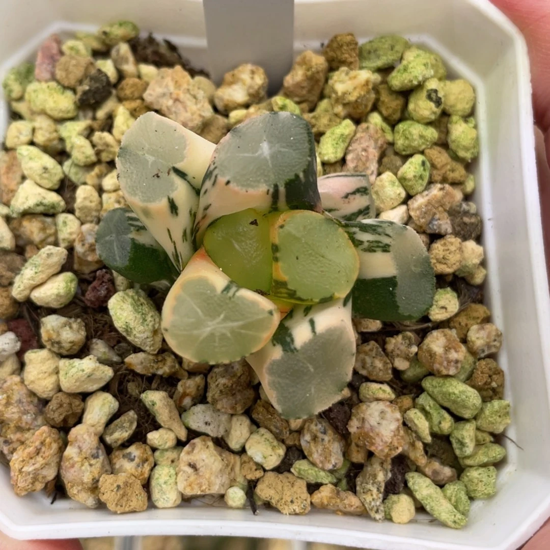 小蔡的菜园4山之翠锦