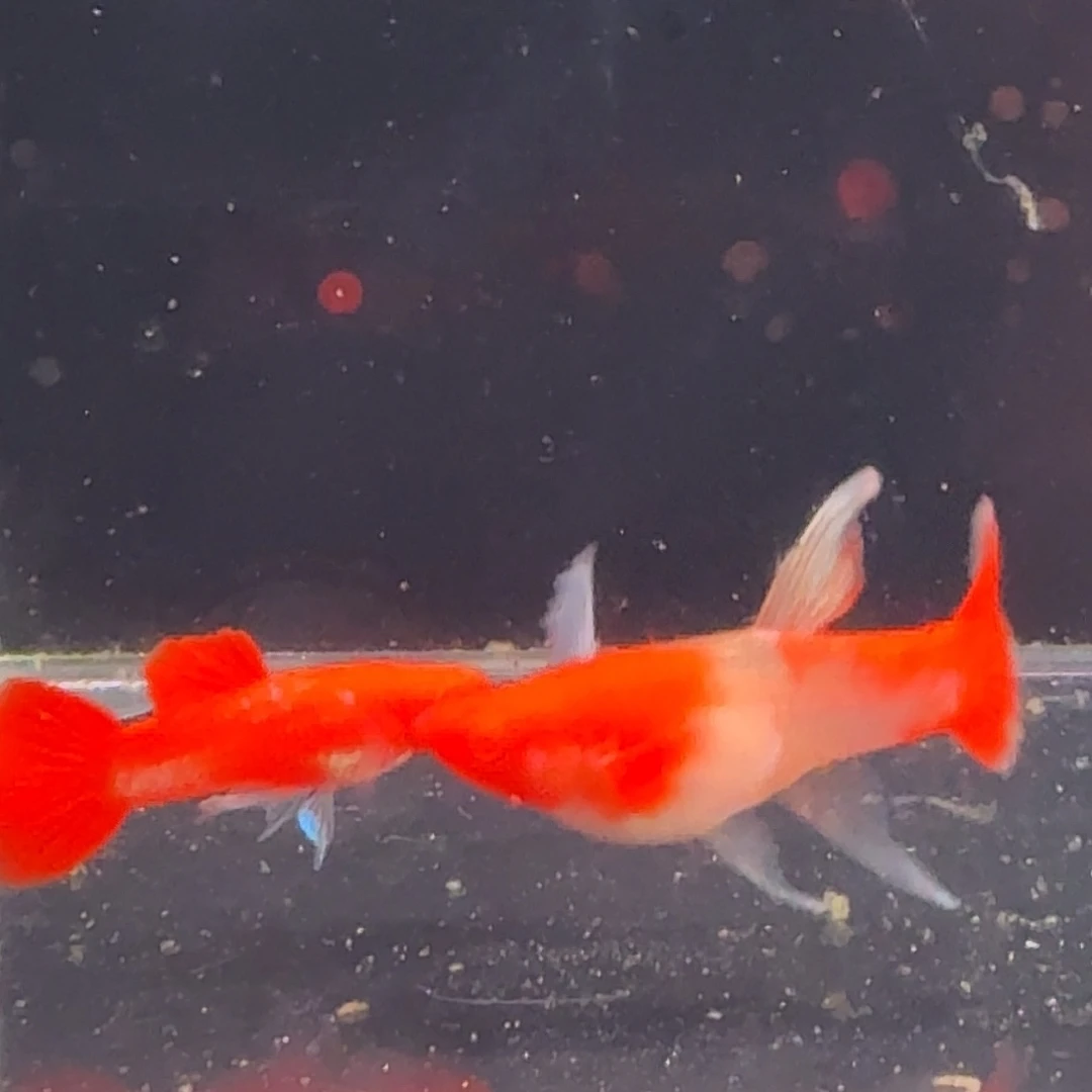 孔雀鱼鸿运当头双份水1对
